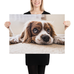 Póster cocker spaniel