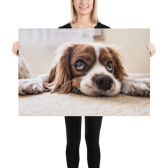 Póster cocker spaniel