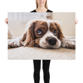Póster cocker spaniel