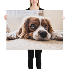 Póster cocker spaniel